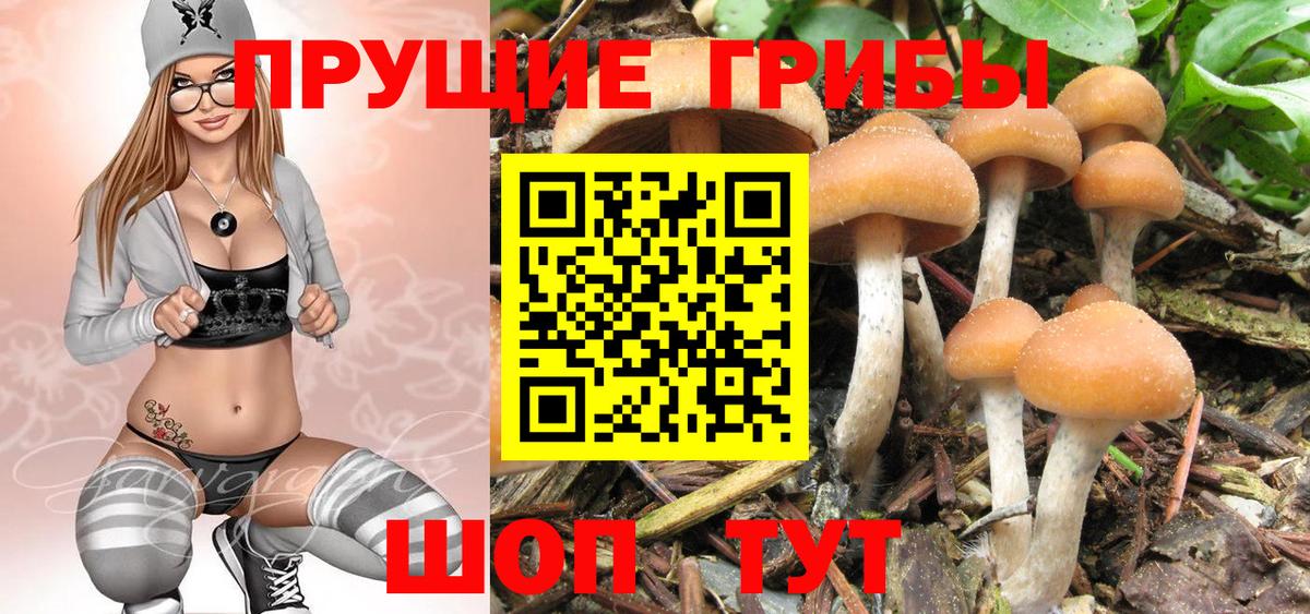 Псилоцибиновые грибы Cubensis  Вход с VPN  Можга  Псилоцибиновые грибы Cubensis 